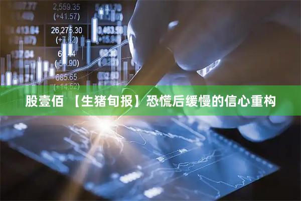 股壹佰 【生猪旬报】恐慌后缓慢的信心重构